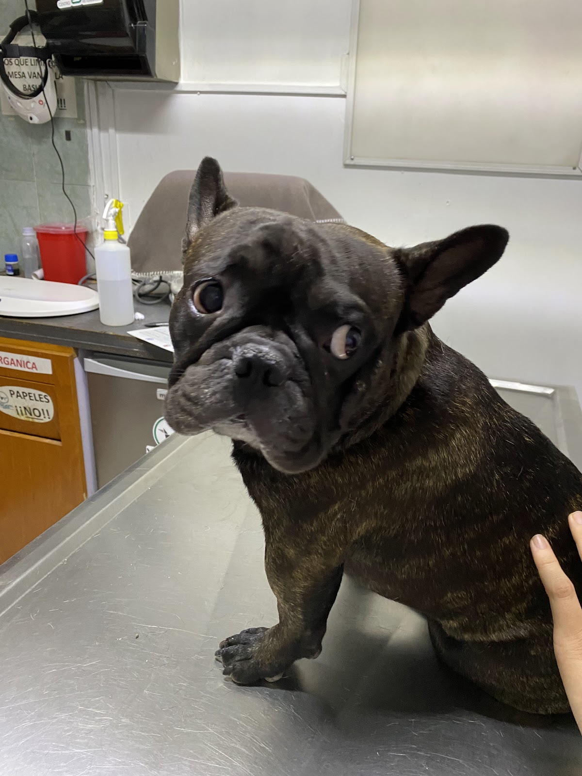 Centro Veterinario Val-Yam — foto 2