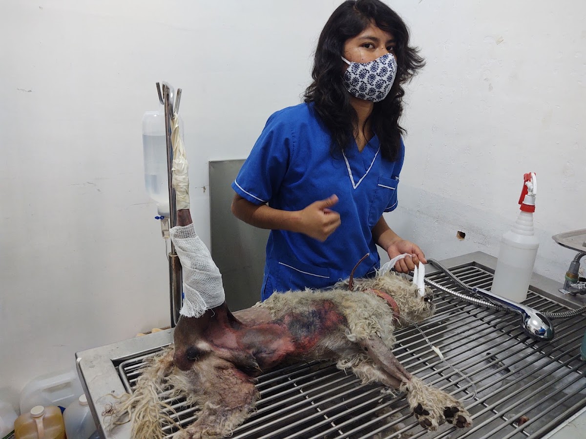 HOSPITAL CENTRAL PARA MASCOTAS — foto 4
