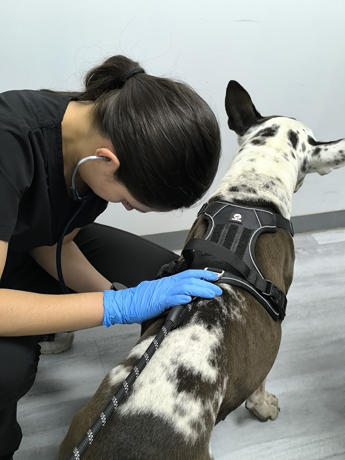 Servicios Veterinarios Eläin — foto 2