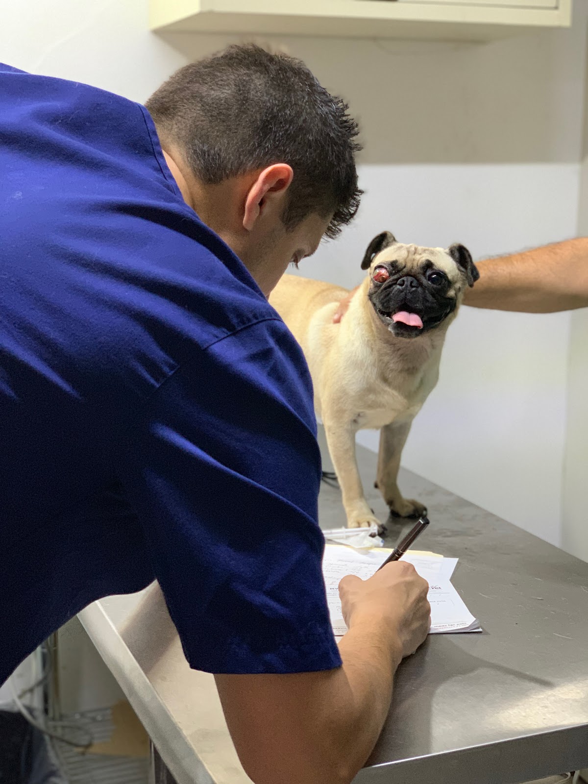 Oftalmeds Clínica Veterinaria Oftalmologia Y Cardiología | Cardiólogo Veterinario | Oftalmólogo Veterinario
