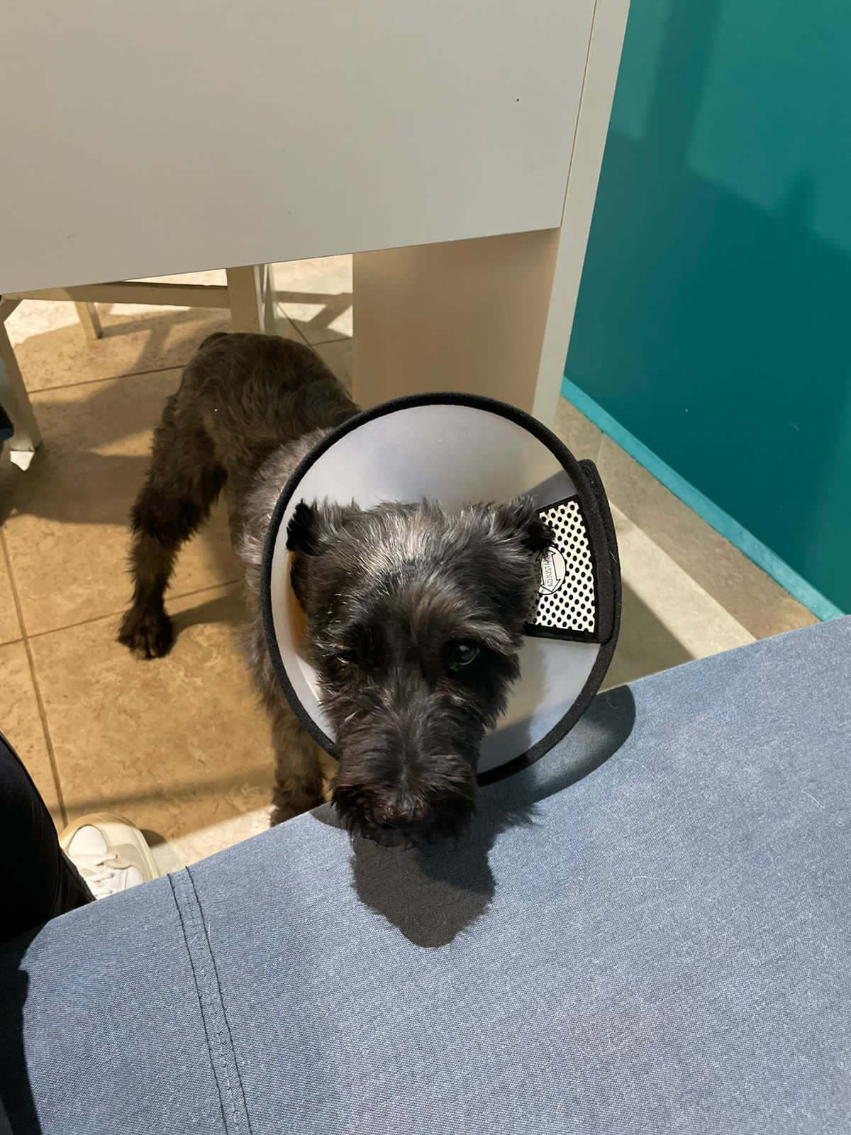Centro Veterinario Granada — foto 2
