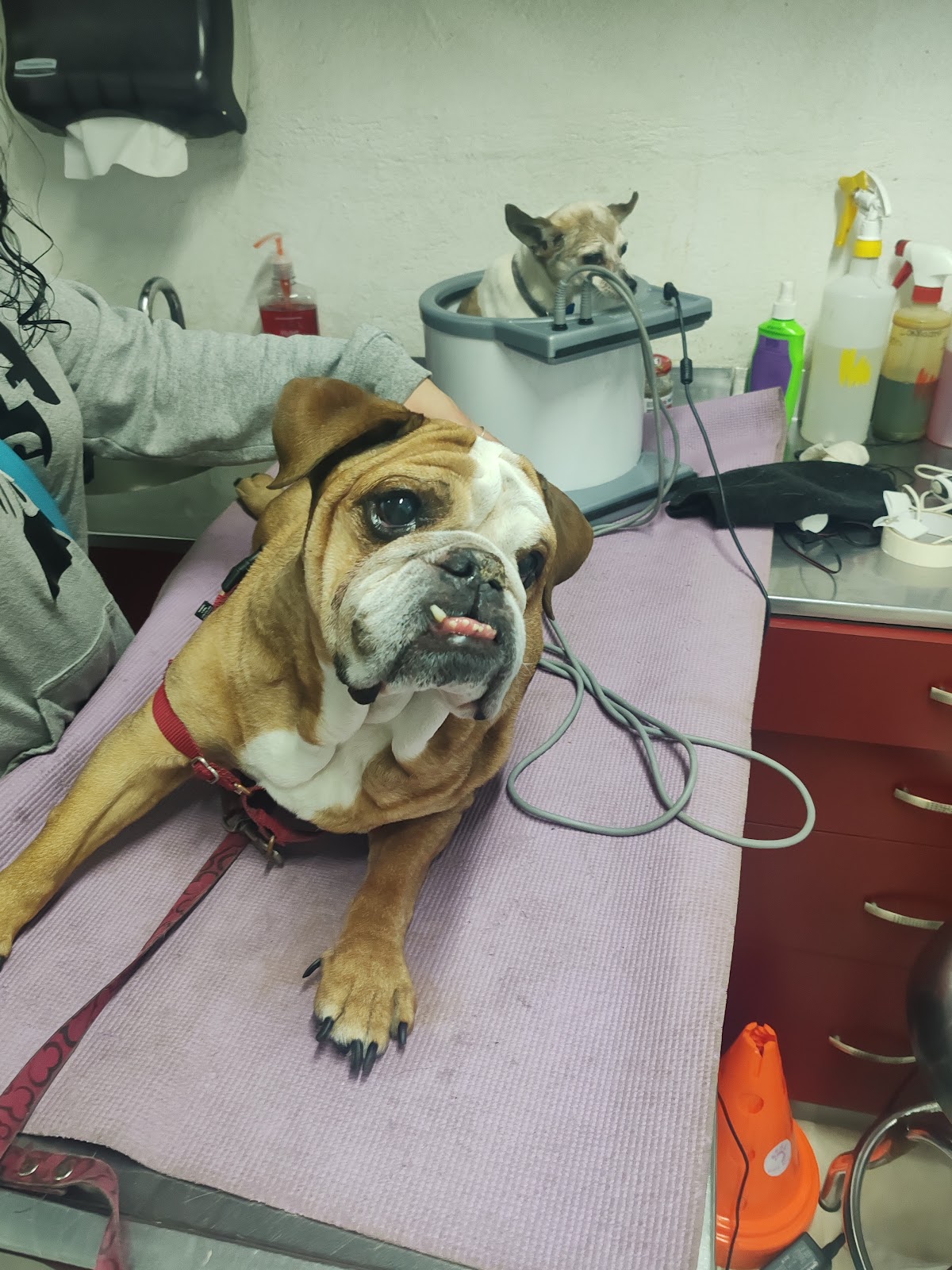Centro Veterinario Granada — foto 3