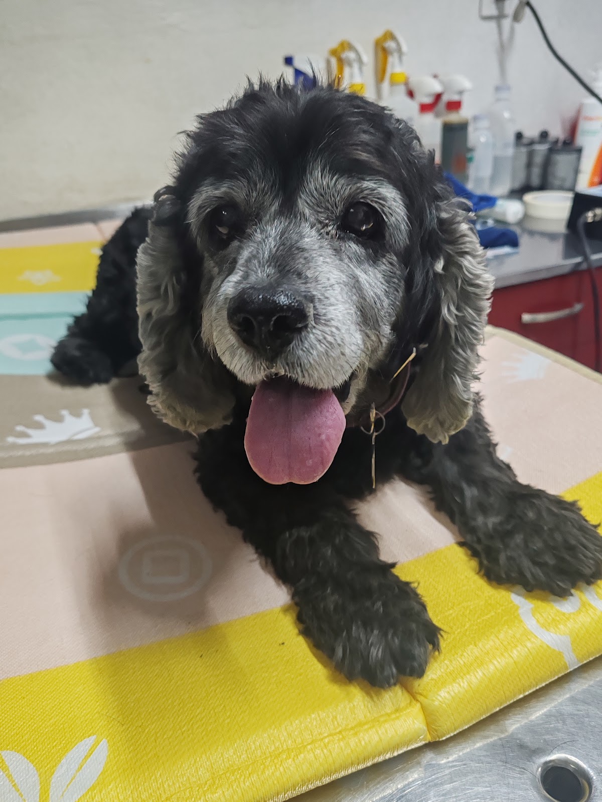 Centro Veterinario Granada — foto 4