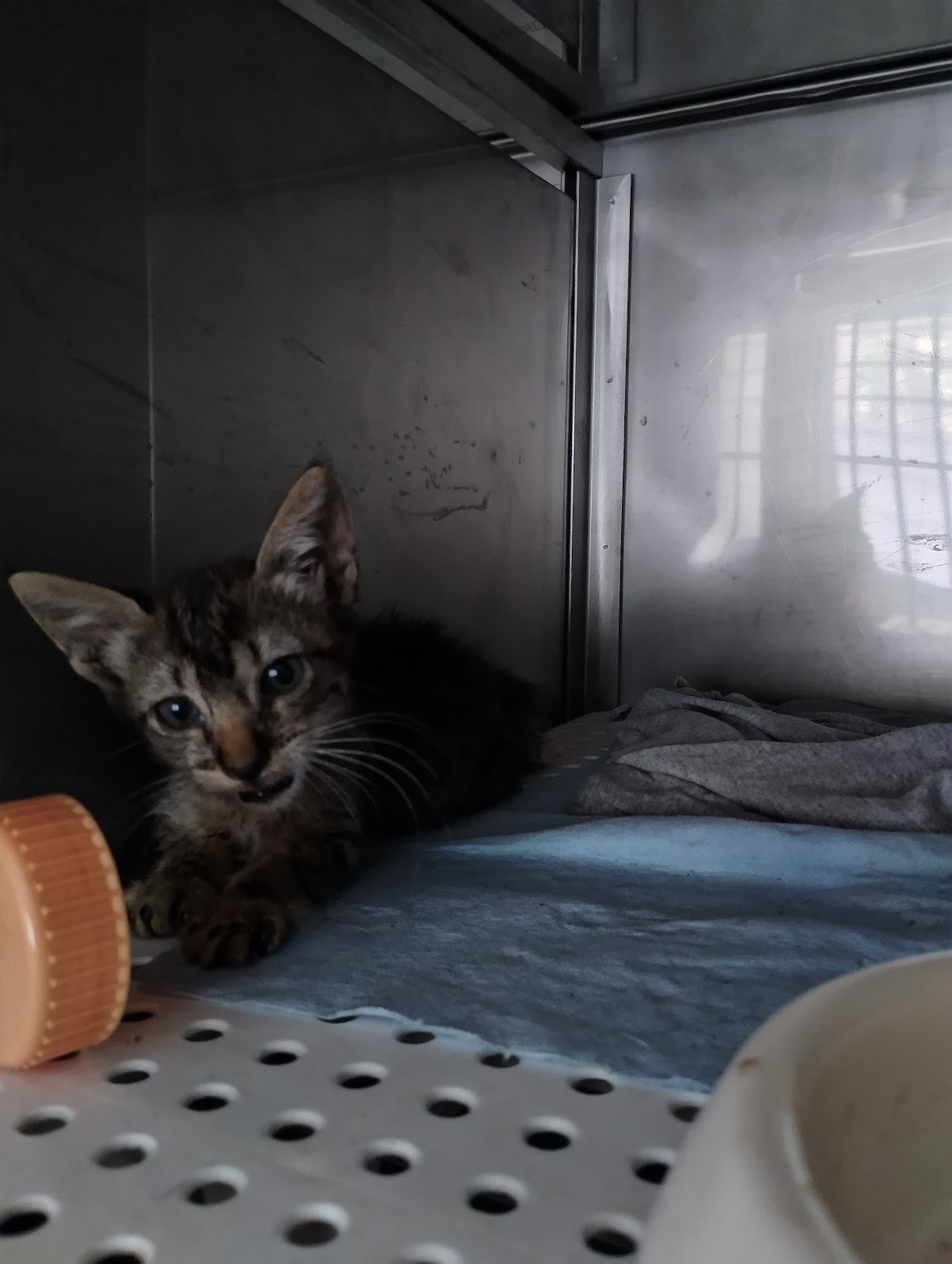 Consultorio veterinario y estética canina Huellas