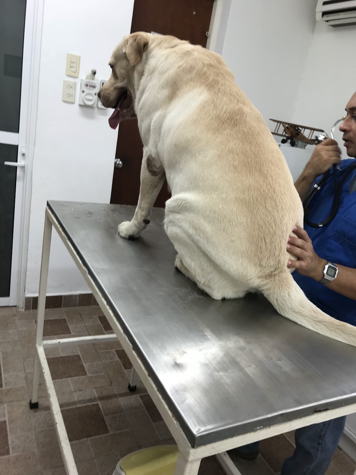 Consultorio veterinario y estética canina Huellas — foto 2