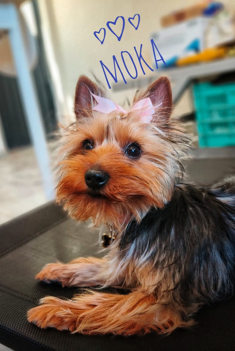 Huesito Rojo Centro Médico Veterinario — foto 4