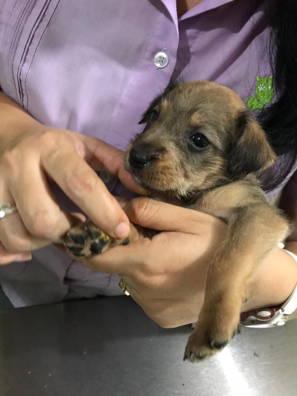 Clínica Veterinaria GreenPeek — foto 3