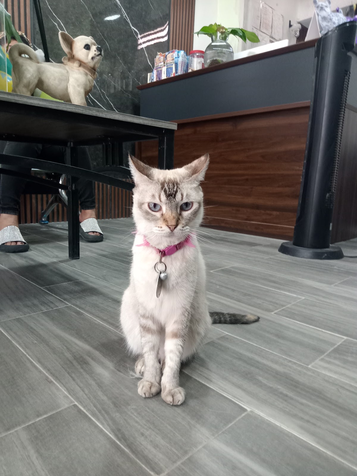 Clínica Veterinaria GreenPeek — foto 4