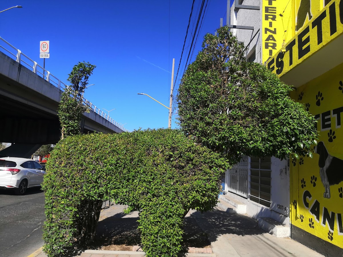CLINICA Y BOUTIQUE CANINA "ALF"