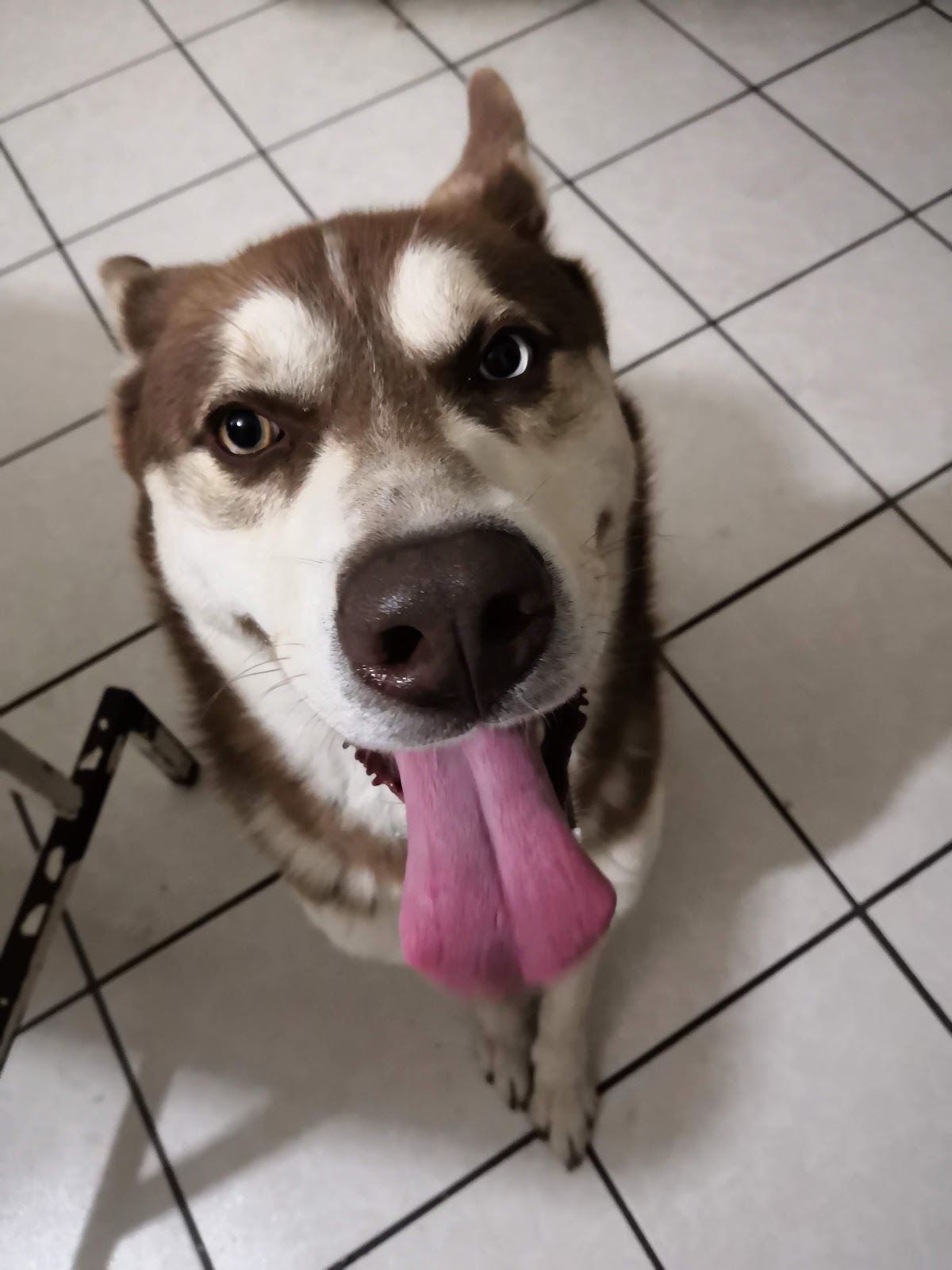CLINICA Y BOUTIQUE CANINA "ALF" — foto 4