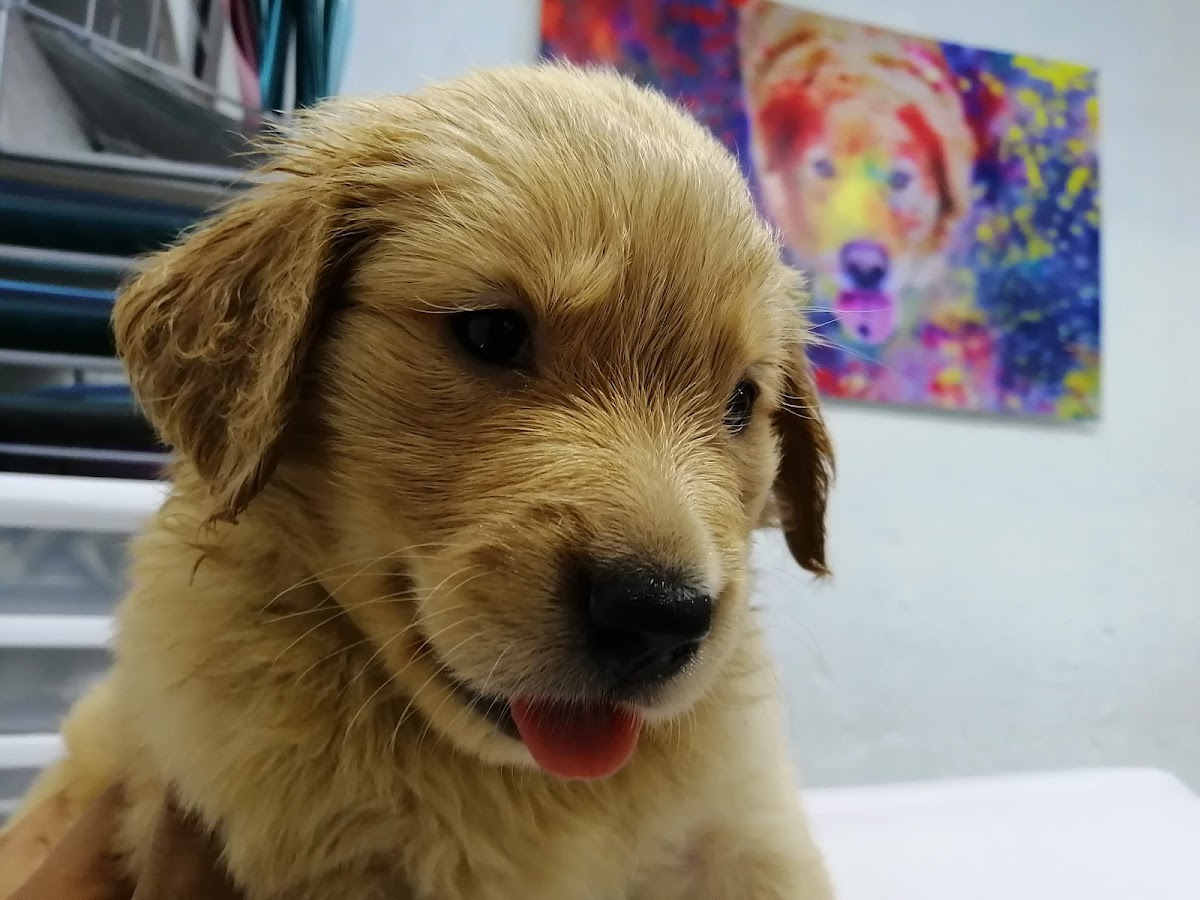 Centro Veterinario La Cima — foto 3