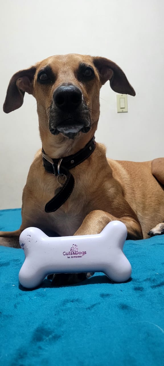 Cats&Dogs Veterinaria