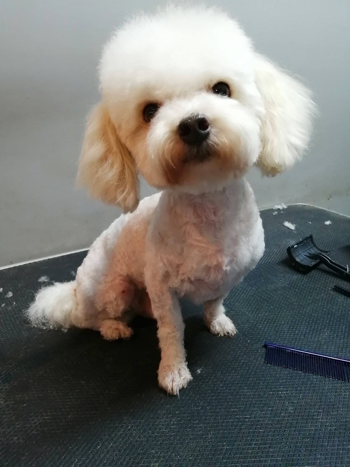 Cats&Dogs Veterinaria — foto 3