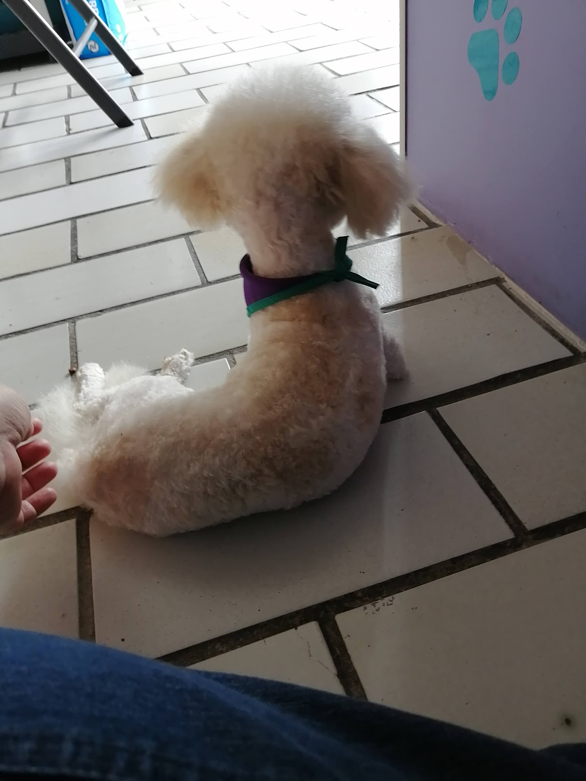 Cats&Dogs Veterinaria — foto 4
