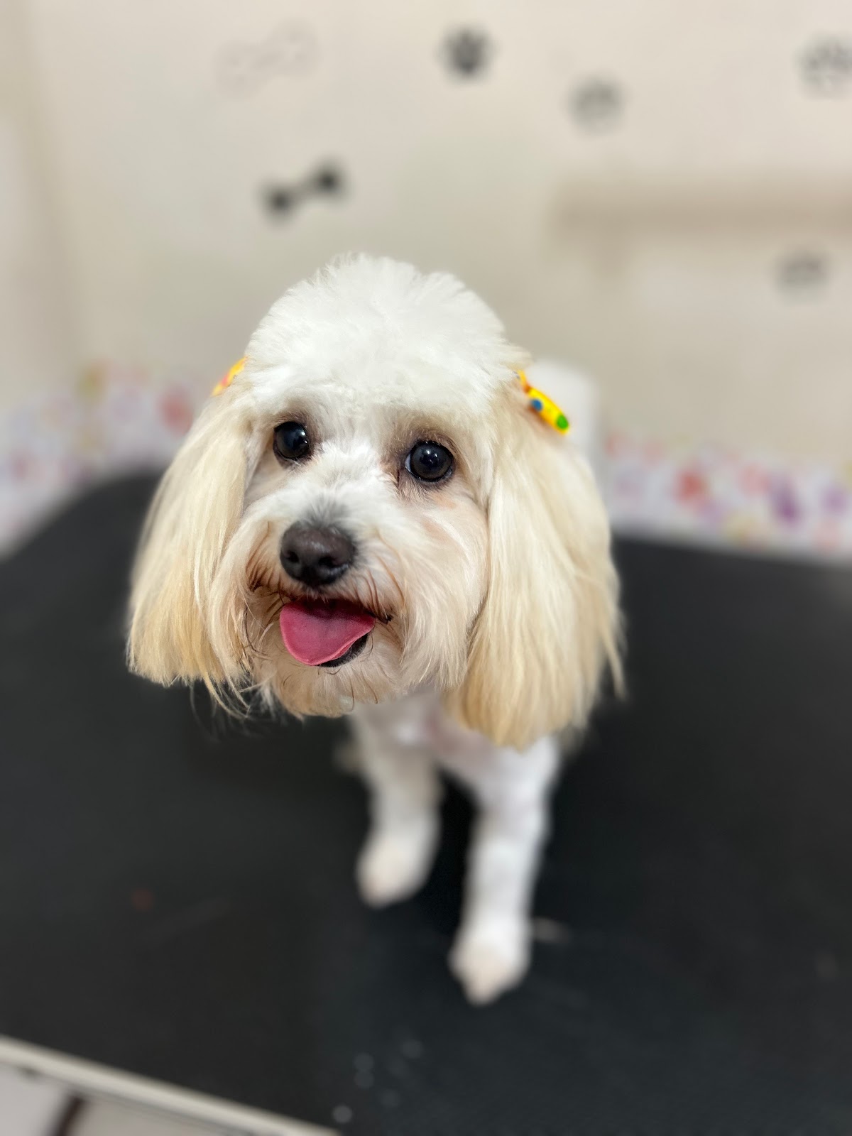 VetGotPet Veterinaria — foto 4