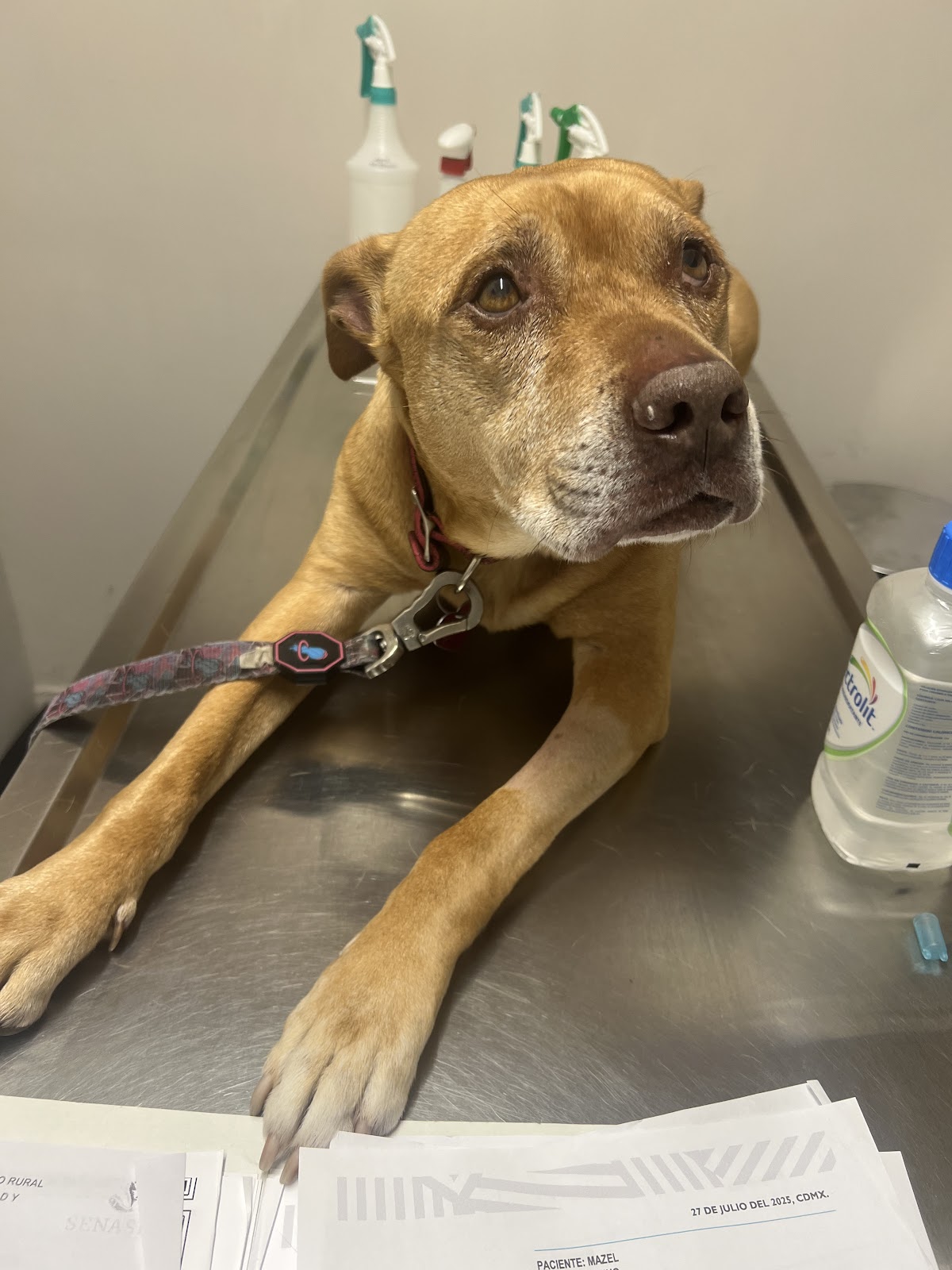 Aztekan Clínica Veterinaria Roma — foto 2
