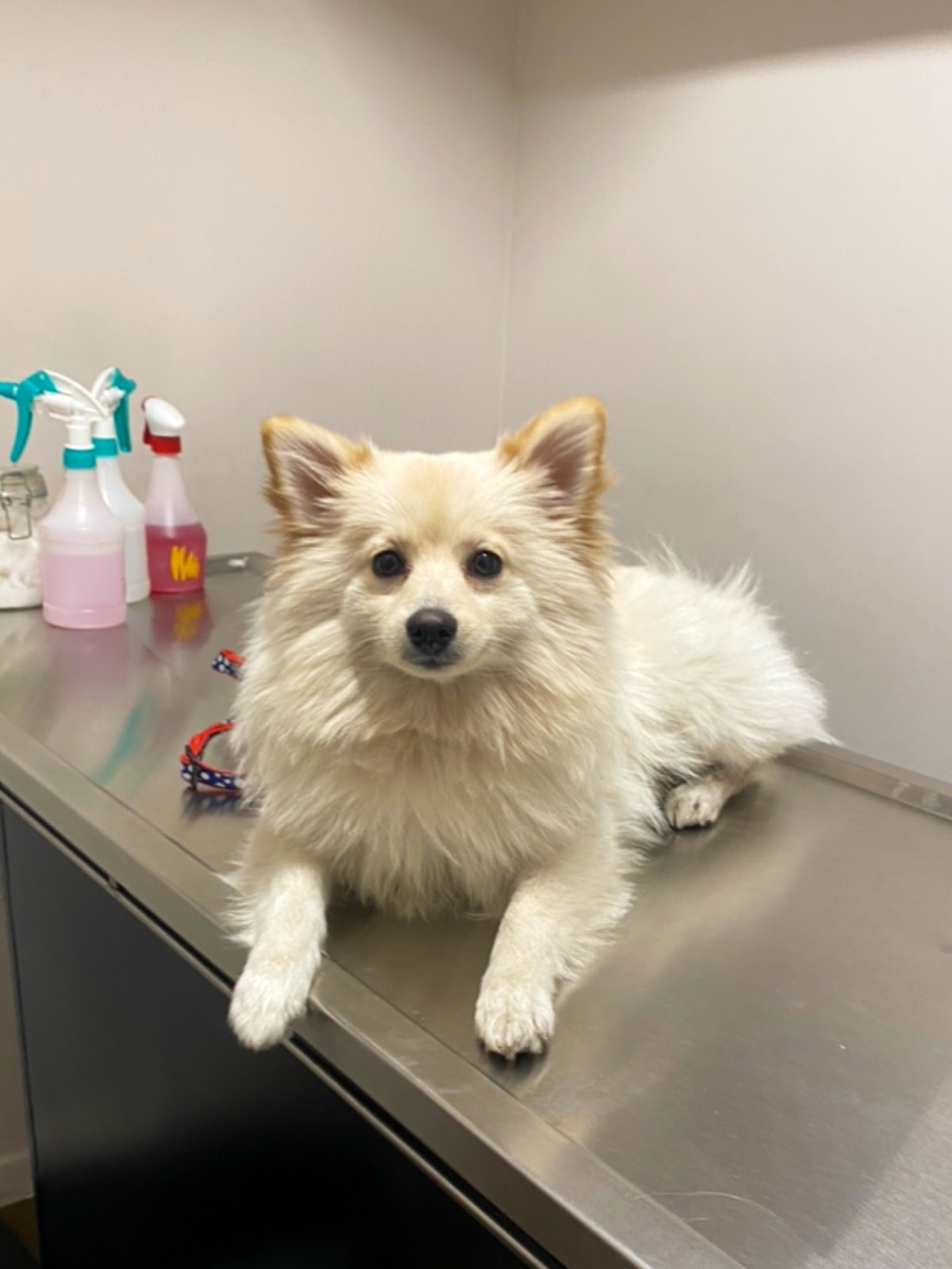 Aztekan Clínica Veterinaria Roma — foto 3