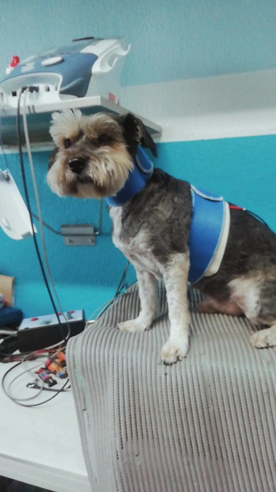 Hospital Veterinario K-Lev — foto 3