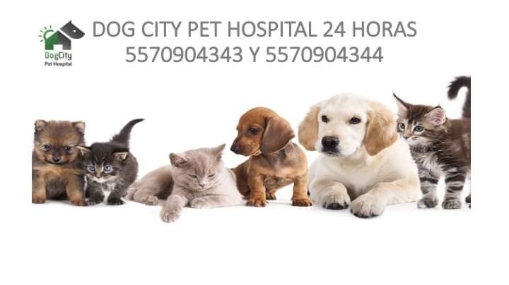 Dog City Pet Hospital 24 Horas