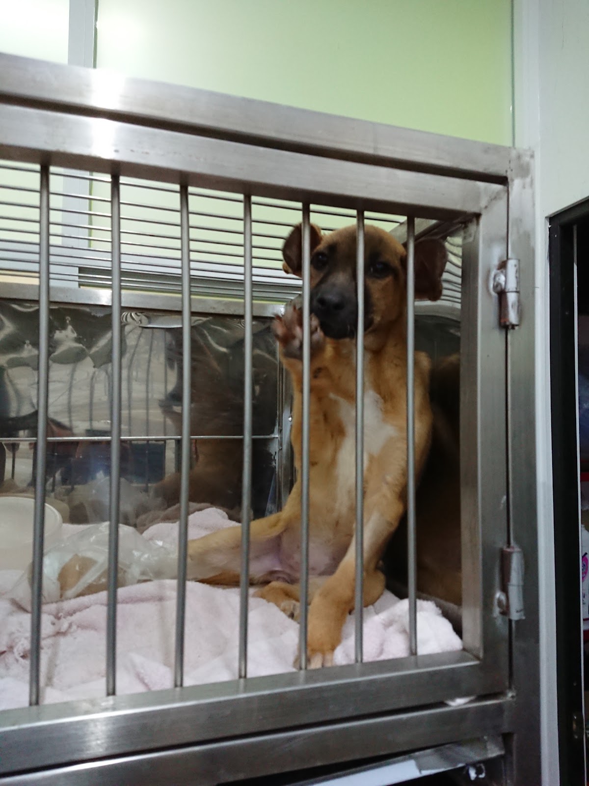 Dog City Pet Hospital 24 Horas — foto 2