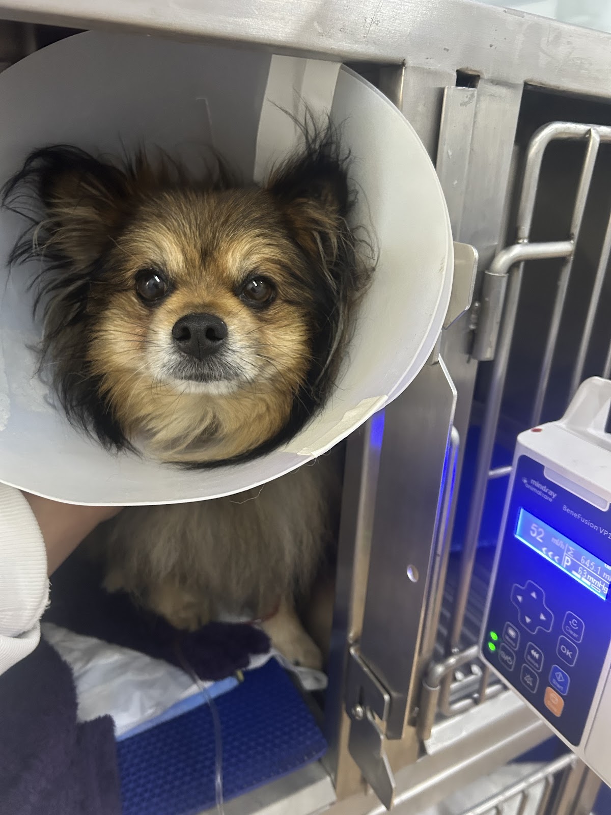 Dog City Pet Hospital 24 Horas — foto 3