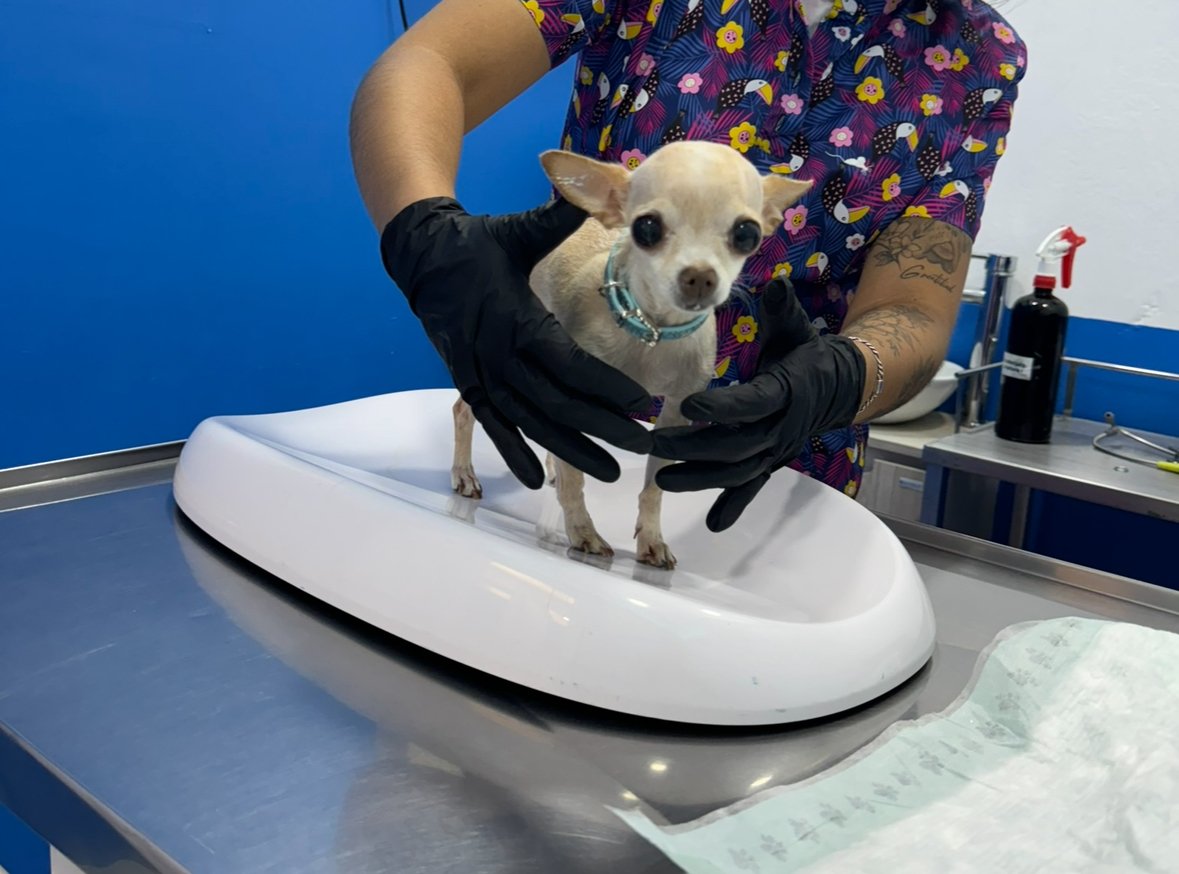 Dog City Pet Hospital 24 Horas — foto 4