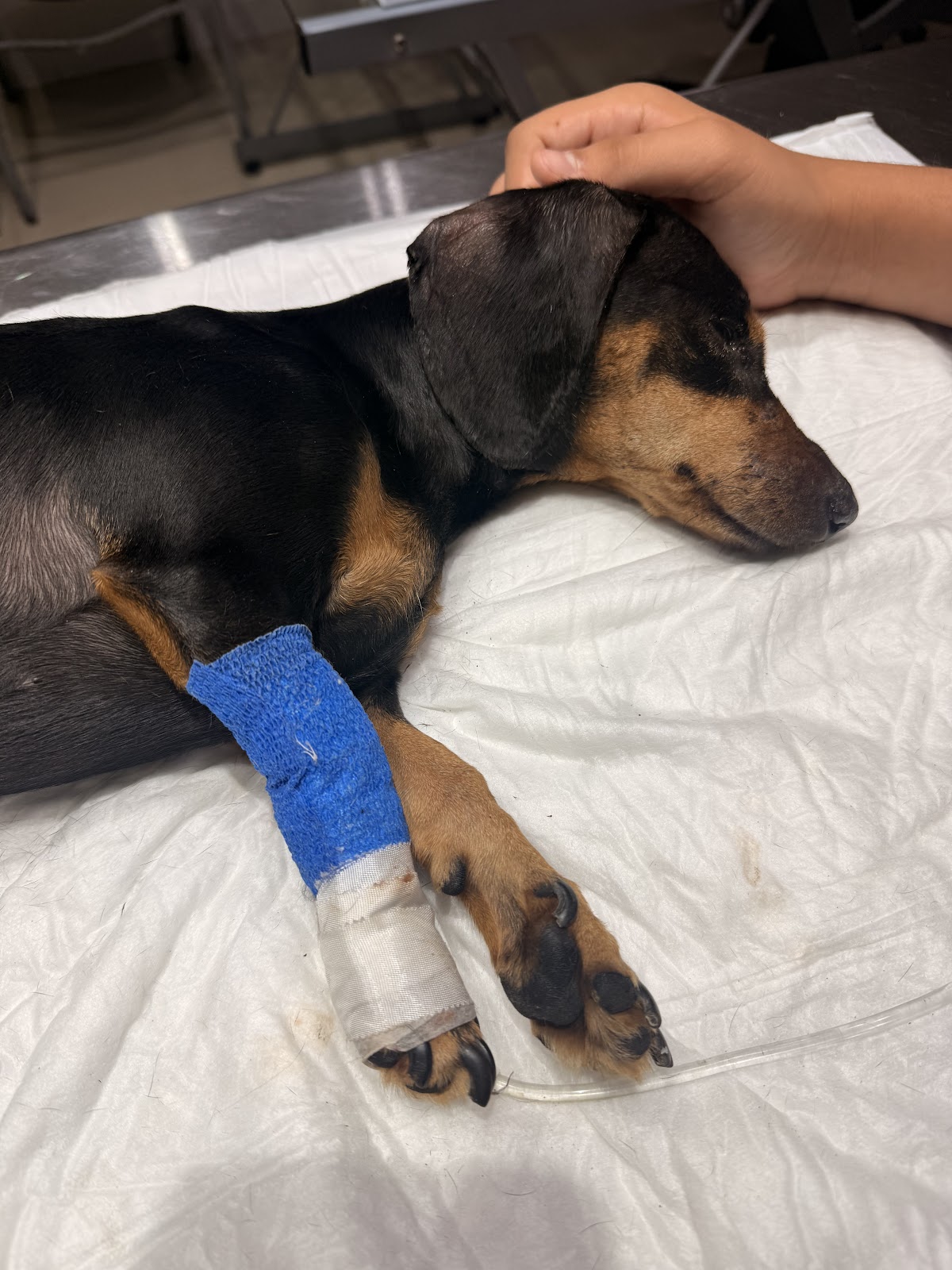 DOG HUNTER HOSPITAL VETERINARIO — foto 4