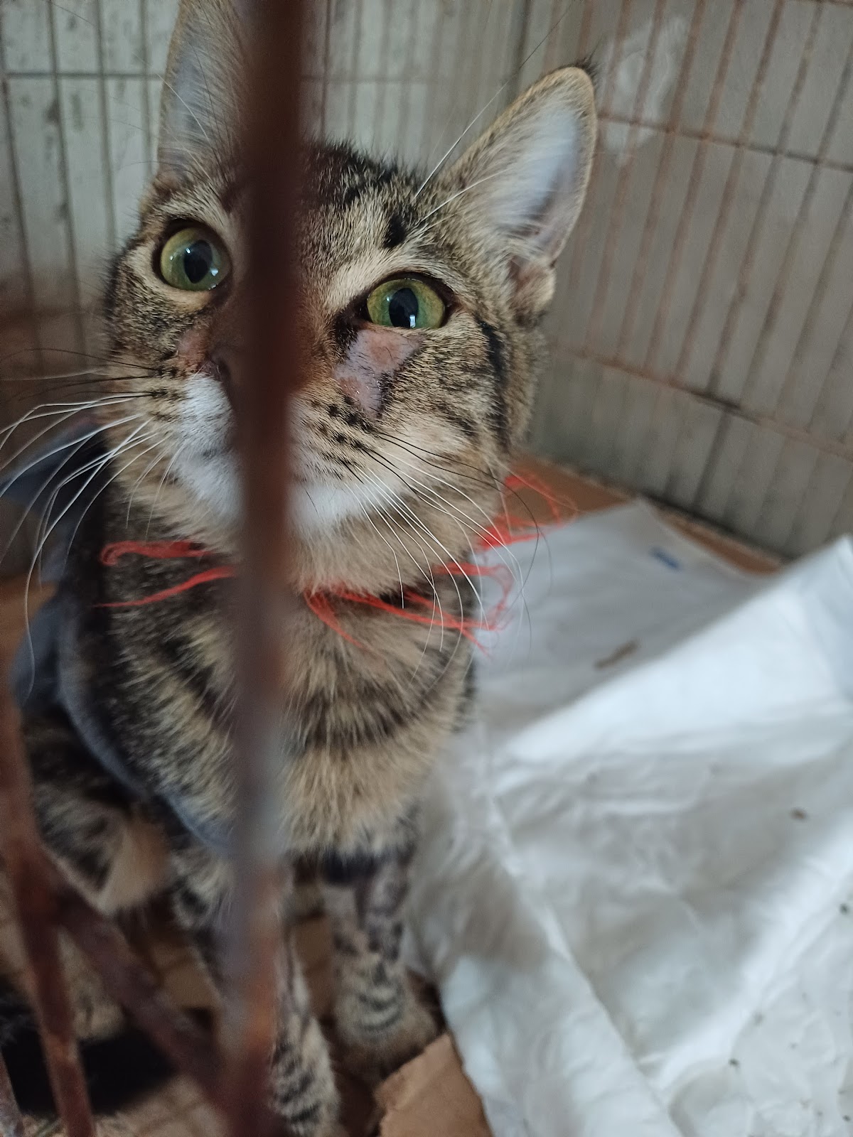 Dra. Shirley Fajardo Centro Integral Veterinario — foto 2