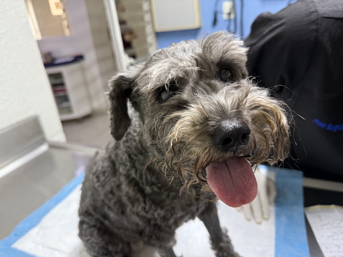 Centro Veterinario de Especialidades