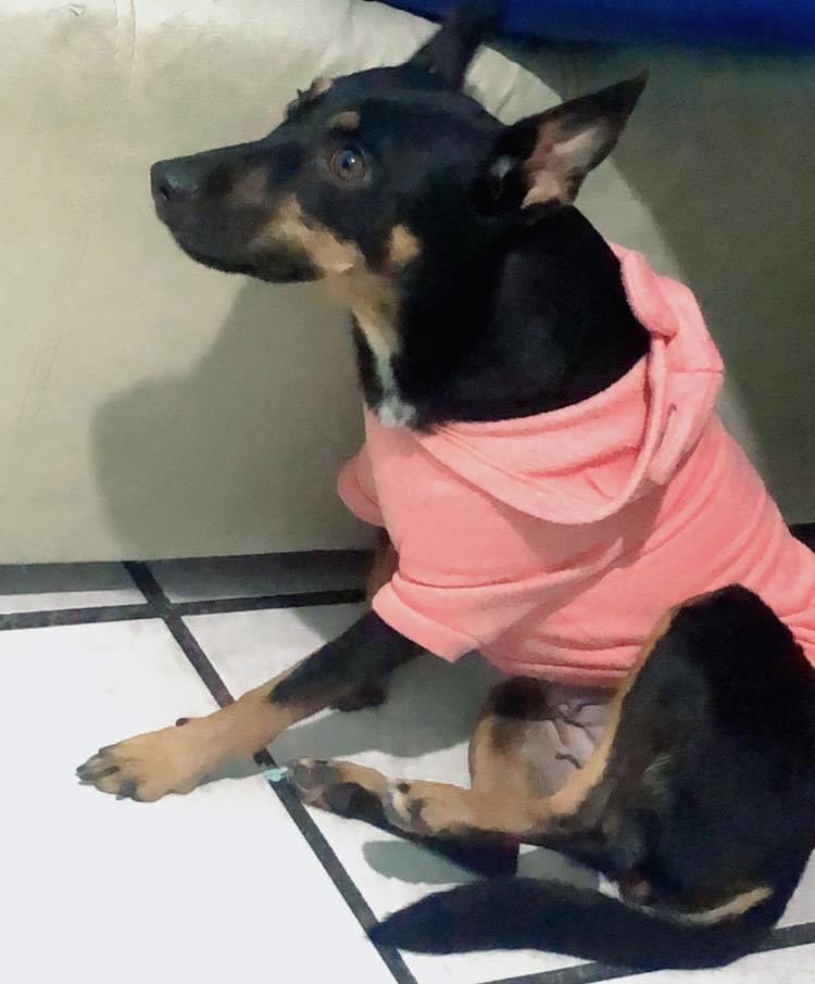 Centro Veterinario de Especialidades — foto 2