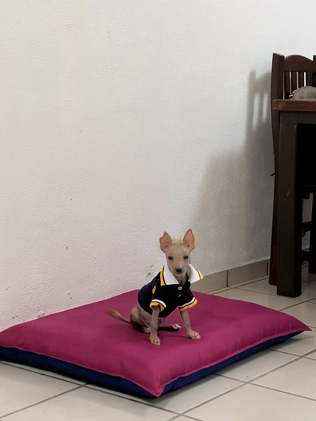 Centro Veterinario de Especialidades — foto 3