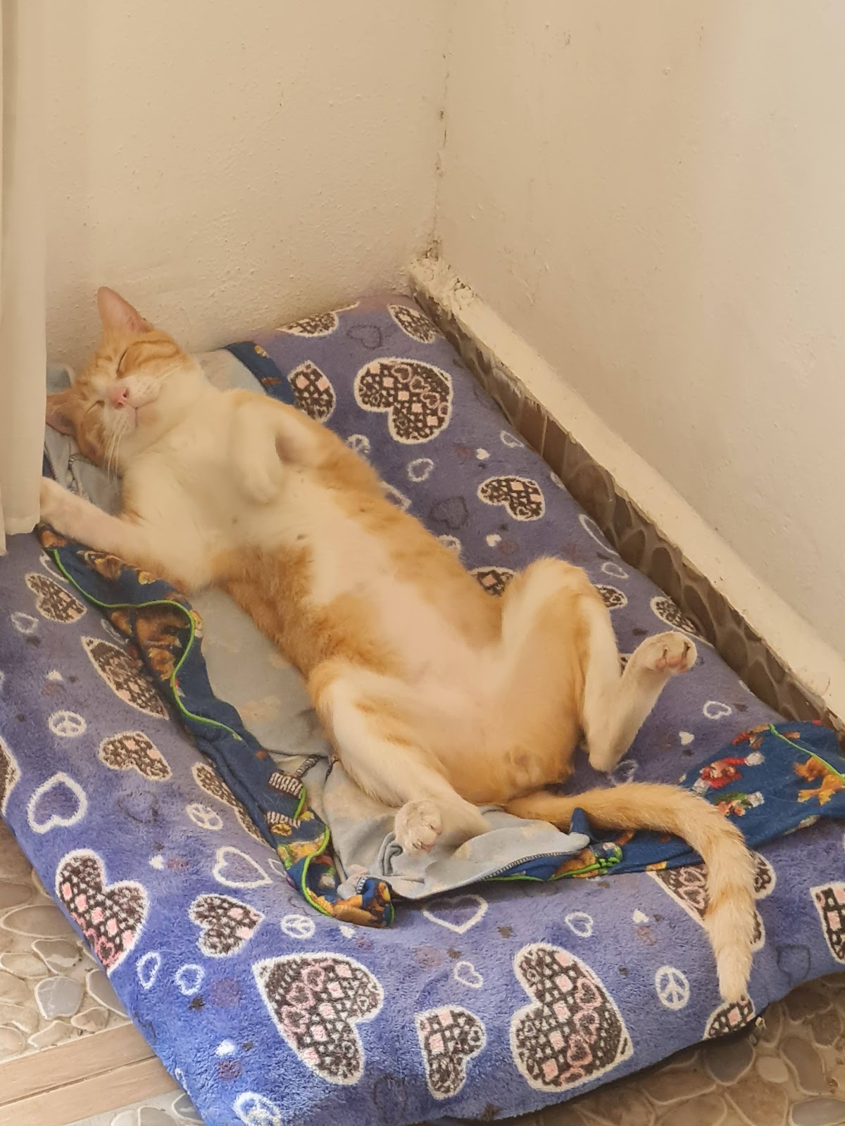 Centro Veterinario Sur — foto 4
