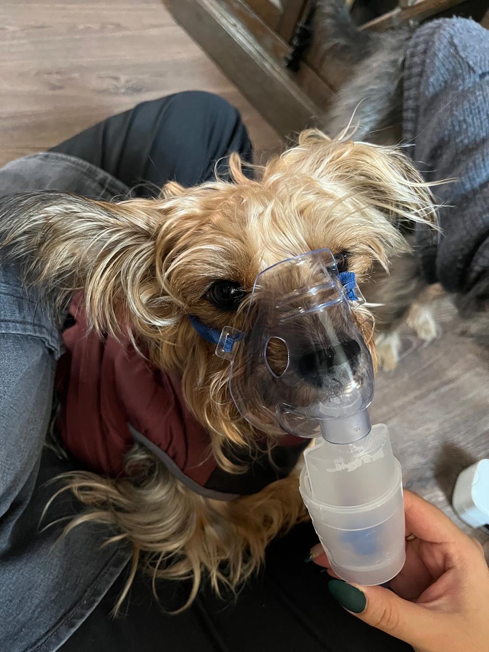 Pet Path-Hospital Veterinario — foto 3