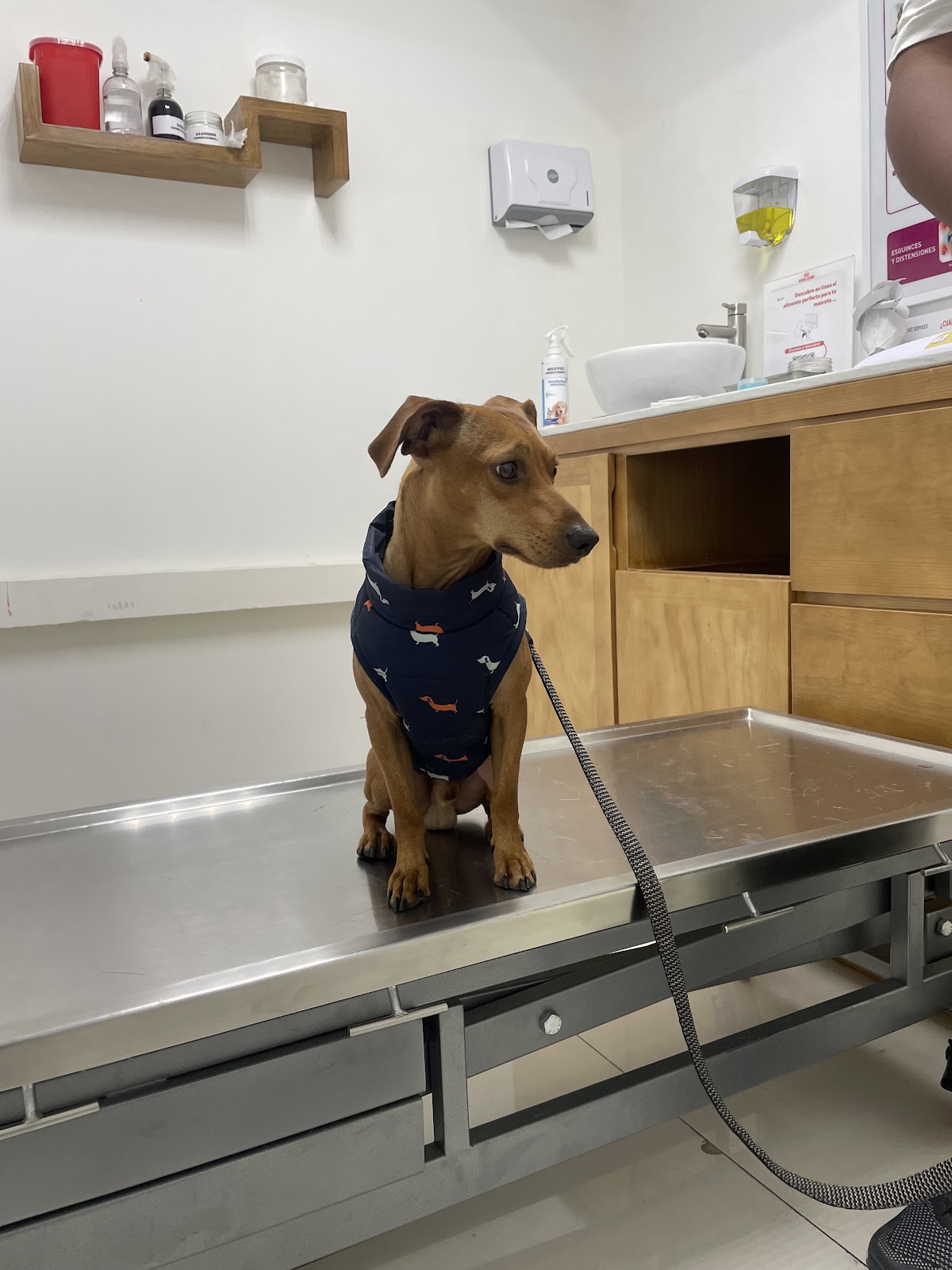Pet Path-Hospital Veterinario — foto 4