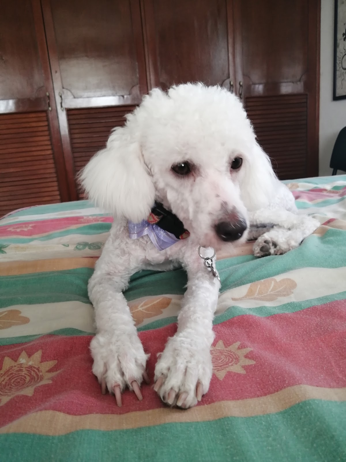 Arcos Clínica Veterinaria — foto 4