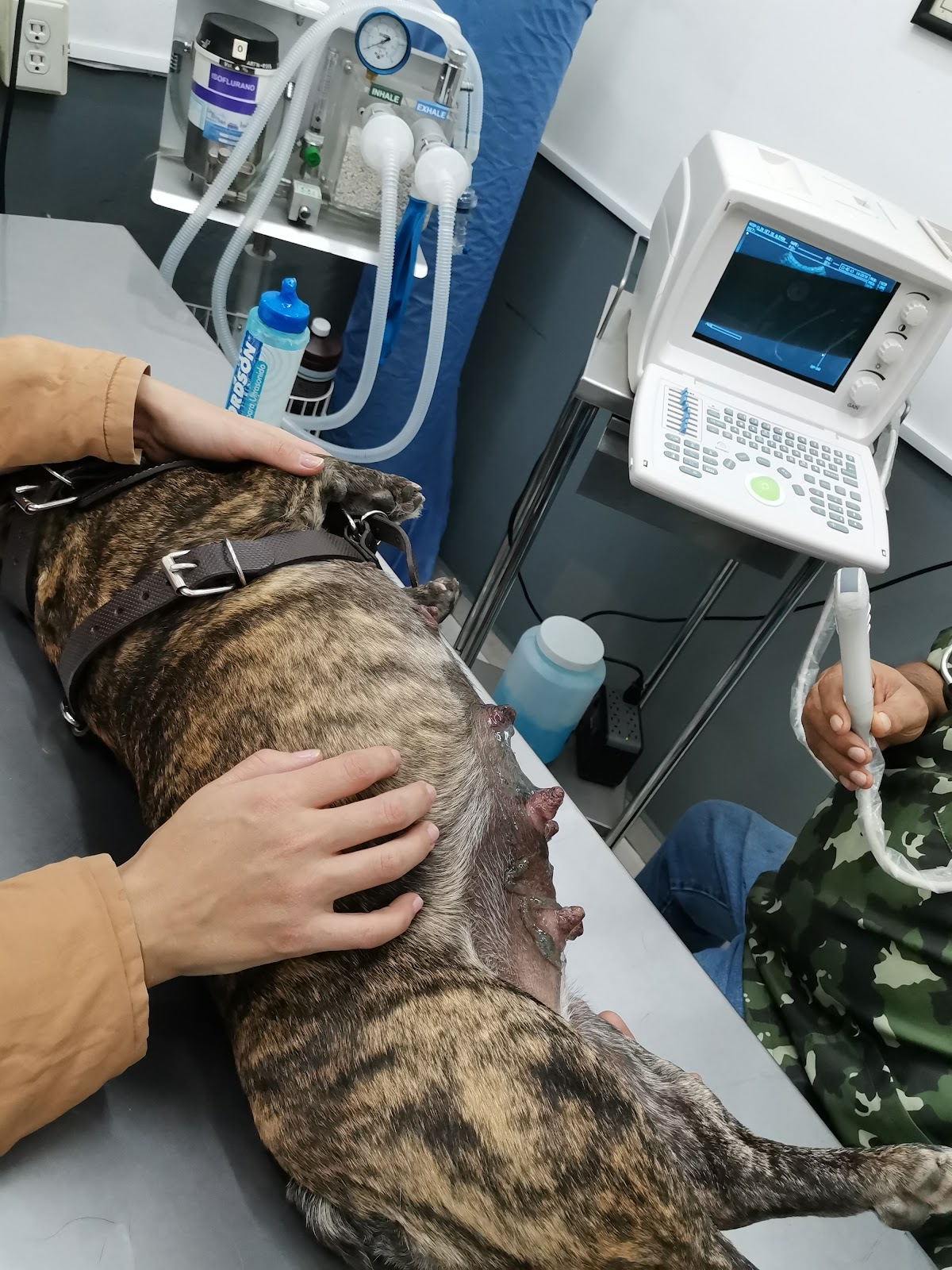 CLÍNICA VETERINARIA DE ALEMÁN