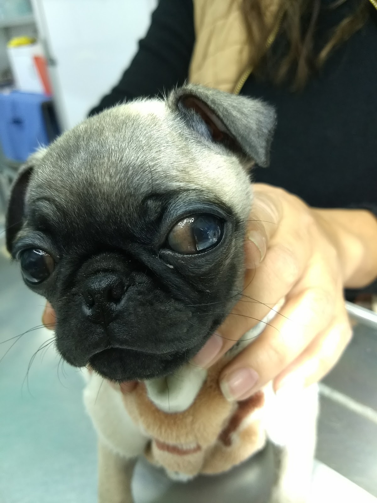 CLÍNICA VETERINARIA DE ALEMÁN — foto 2
