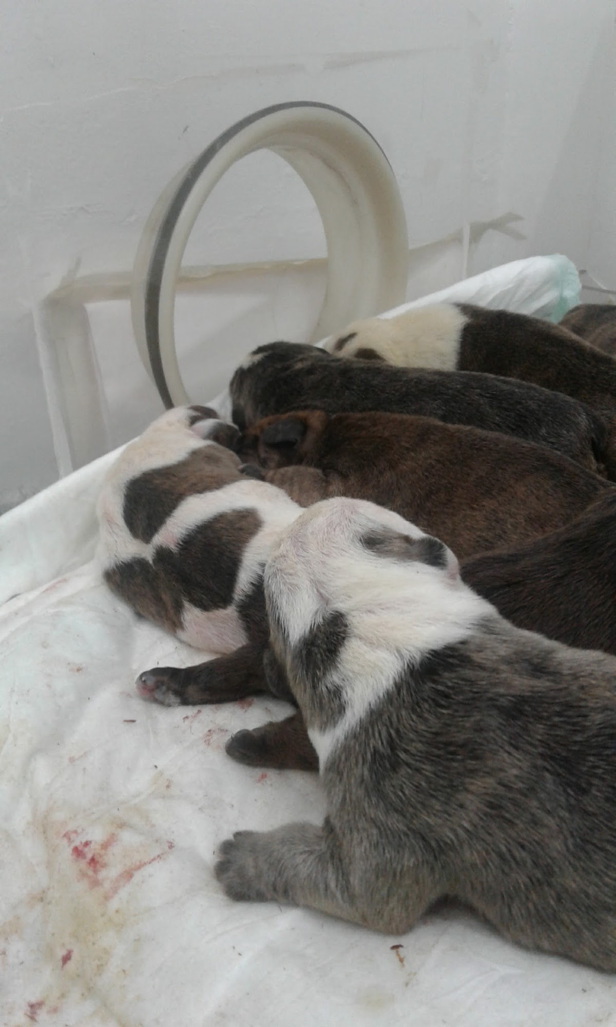 CLÍNICA VETERINARIA DE ALEMÁN — foto 4