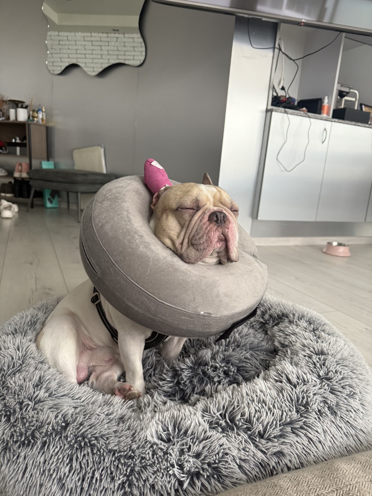 Veterinaria Canito — foto 2