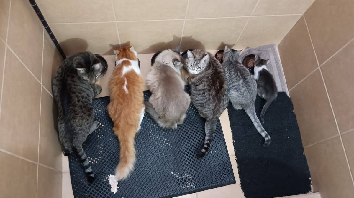 Clinica Veterinaria De Michoacan — foto 4