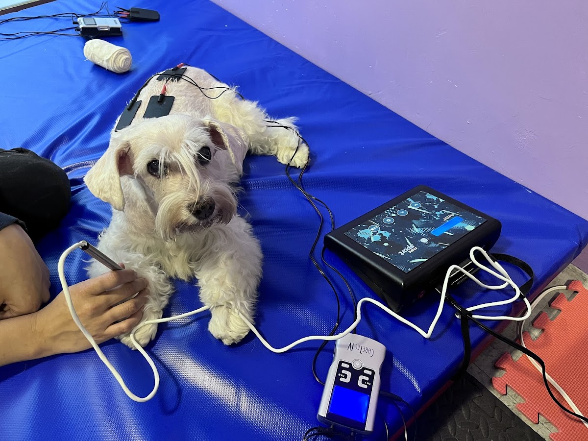 Fisioterapia Veterinaria Roma — foto 2