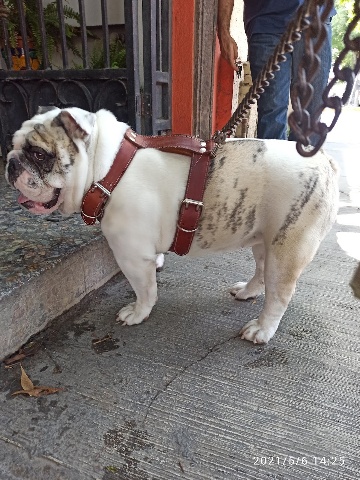 Clínica Veterinaria