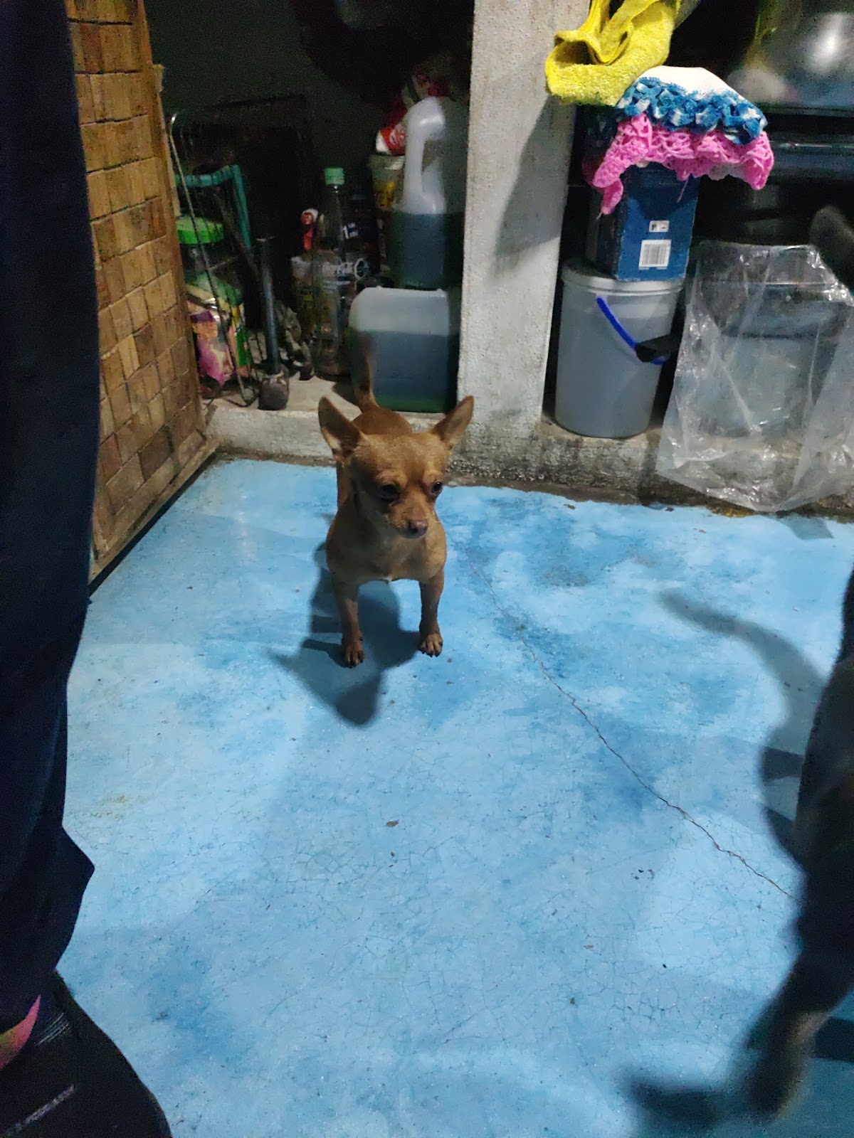 Consultorio Veterinario Dr. Gerardo Rodríguez — foto 3