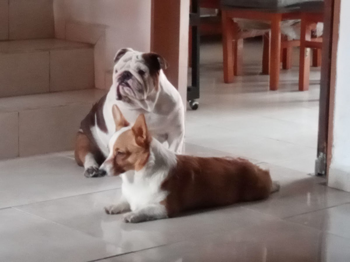 Consultorio Veterinario Dr. Gerardo Rodríguez — foto 4