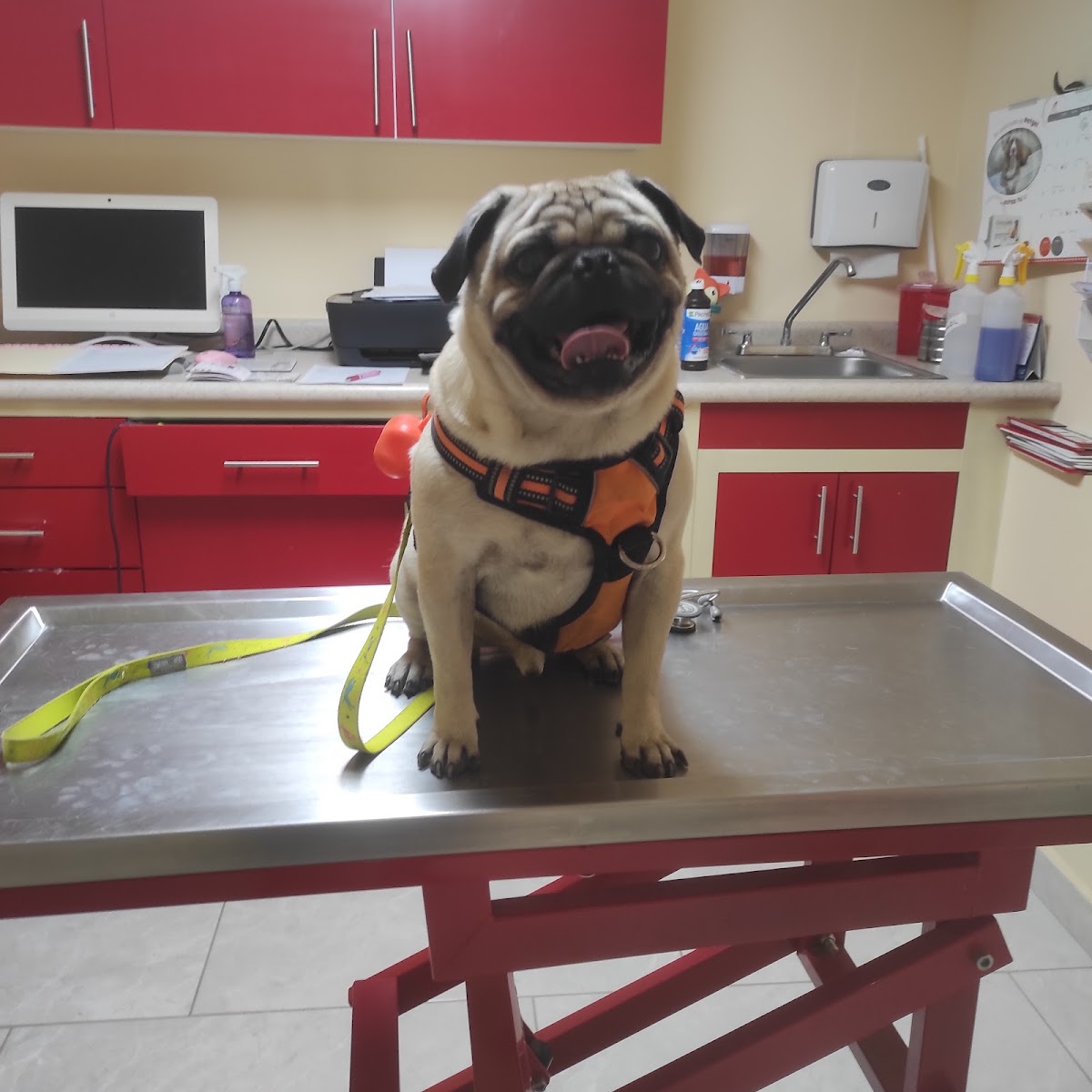 Vet Center León — foto 4
