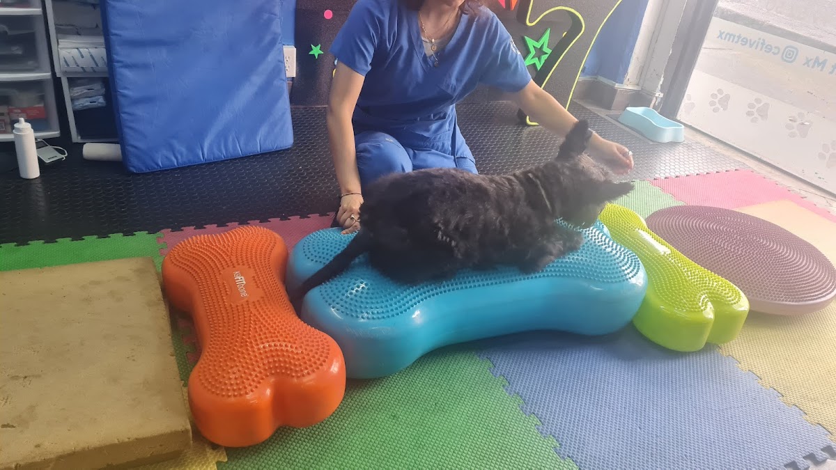 Cefivet Roma Sur — foto 4