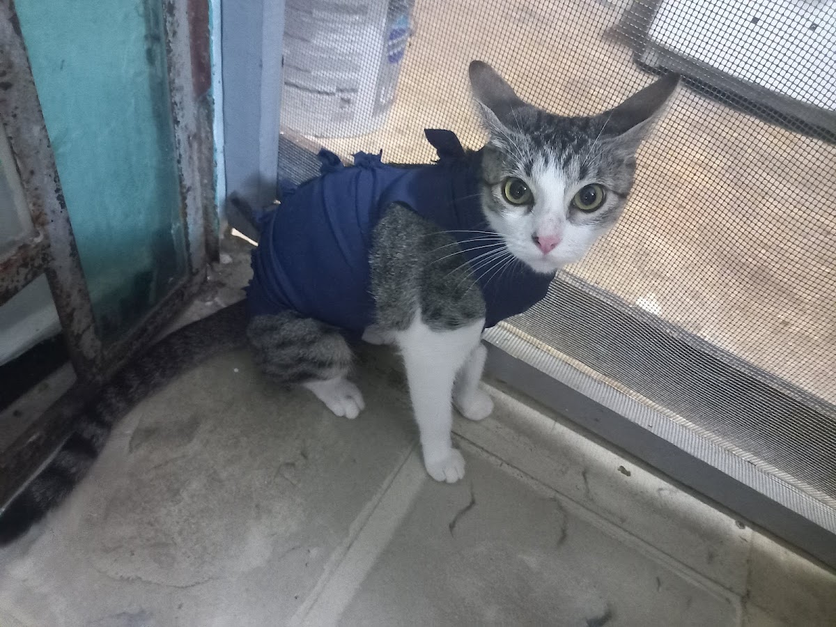 CLEVET (Clínica de Esterilizaciones Veterinarias), Cancún — foto 2