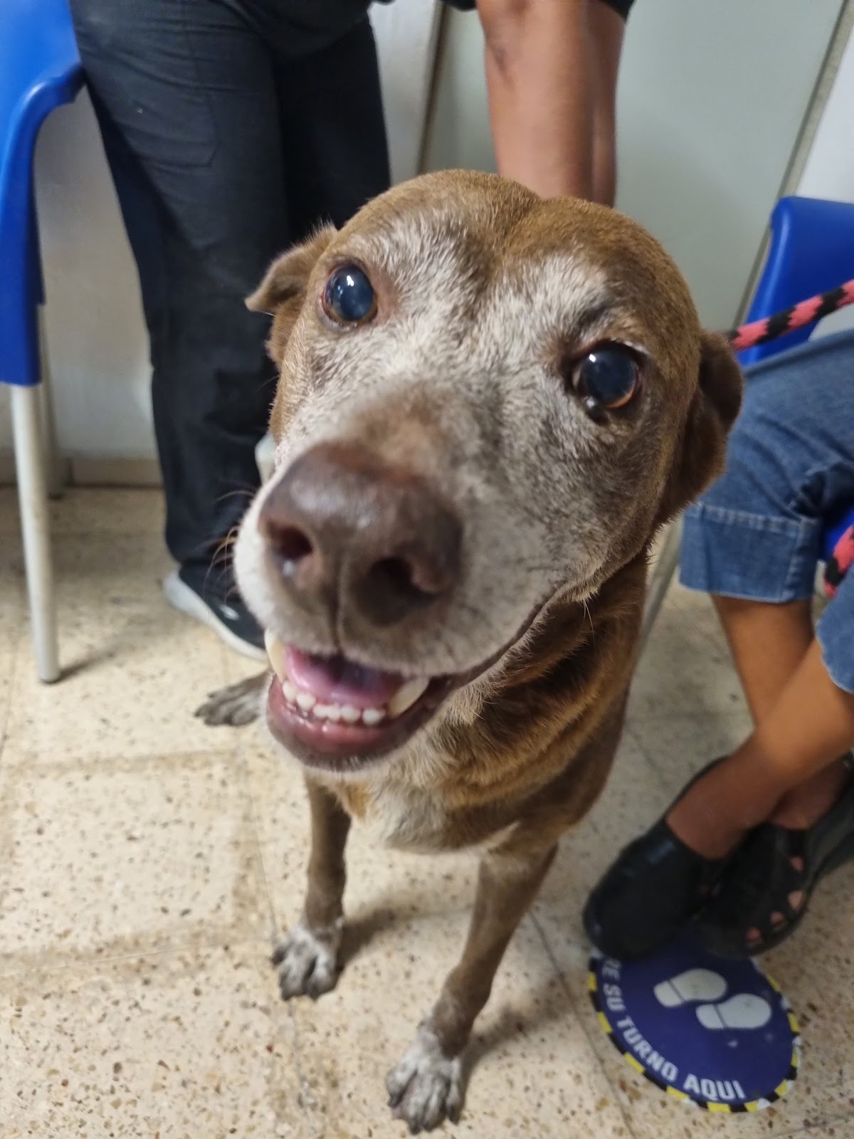 CLEVET (Clínica de Esterilizaciones Veterinarias), Cancún — foto 3