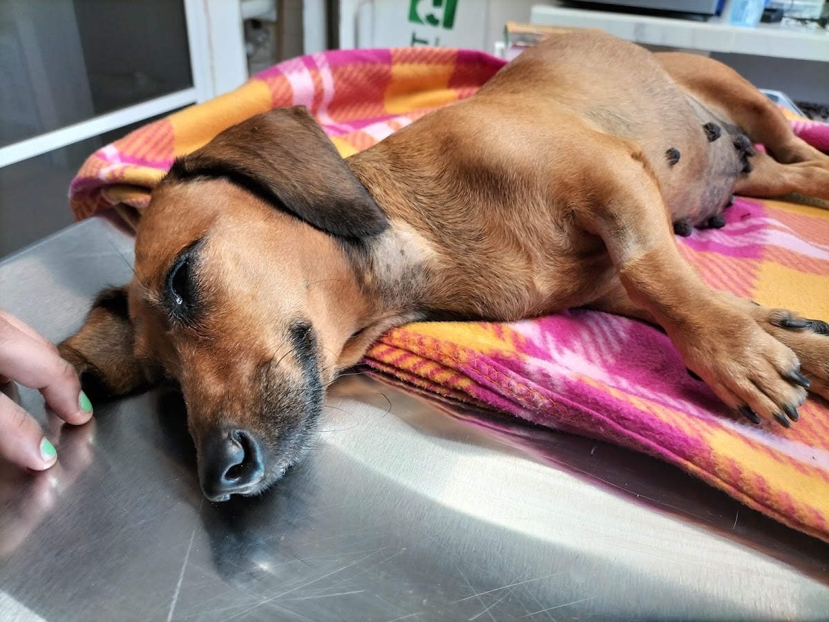 CLEVET (Clínica de Esterilizaciones Veterinarias), Cancún — foto 4