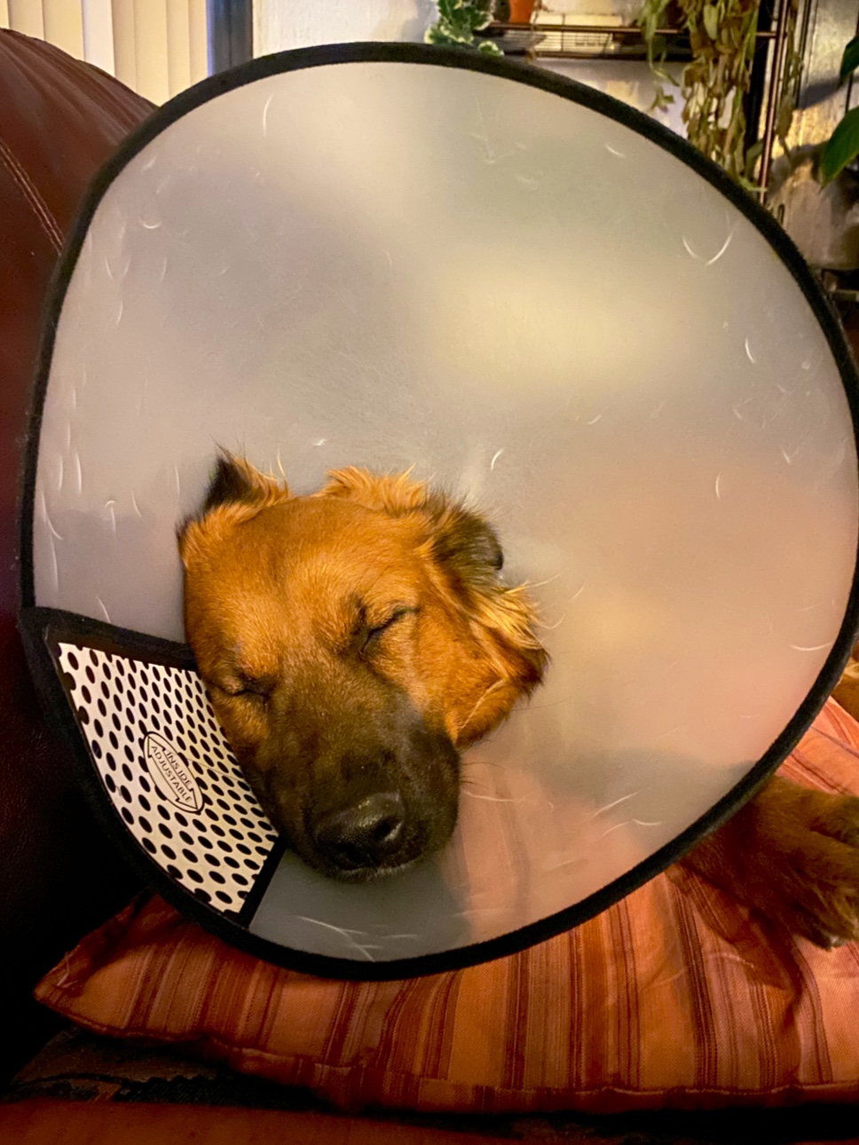 Pet Clinic Juriquilla — foto 4